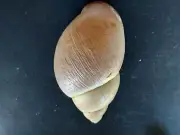 #B12 Strophocheilus Oblongus Muller, Trinidad, 96.8mm land snail shell