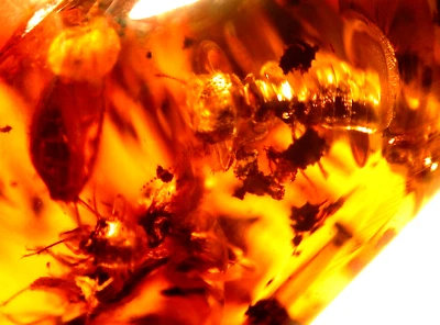 Very RARE Termite Swarm with Wood in Chiapas Mexican Amber Fossil Gemstone