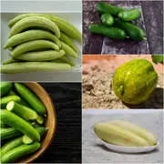 Cucumber Seeds - Assorted 5 Packs