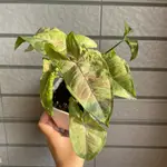 牛奶紙屑合果芋 SYNGONIUM MILK CONFETTI 四吋盆 美斑 血斑 粉斑 IG 網紅植物 居家室內植物