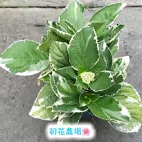 在飛比找蝦皮購物優惠-初花農場|斑葉繡球花|5吋盆|觀花植物|----定價180特