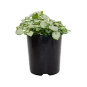 140mm Lamium White Nancy - Lamium maculatum
