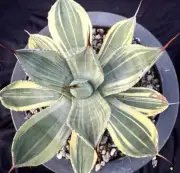 Agave parryi var. truncata "Variegata‘ WYSIWYG