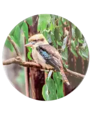 Ceramic Trivet Kookaburra