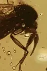 Rare FUNGUS GNAT Mycetophilidae FAT ANTENNAE Fossil BALTIC AMBER + HQ Pic 200501
