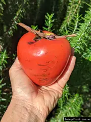 Persimmon - Twentieth Century (A) Tree (Diospyros kaki)