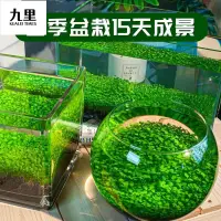 在飛比找蝦皮購物優惠-台灣出貨 水草種子水草泥生態家用創意魚缸玻璃瓶水培植物四季造