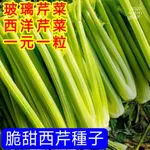 💥💥【脆甜西芹種子】芹菜種子 西芹種籽 西洋芹 香芹 四季種植蔬菜種子 菜籽 小院陽台種植 好養活無病蟲害 可盆栽土栽