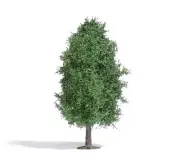 Deciduous tree 115 mm, summer HO/OO Gauge Busch 3722
