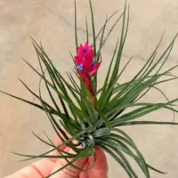 在飛比找蝦皮購物優惠-含苞 待放 多國花 Tillandsia stricta s