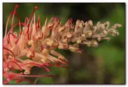 Buy Grevillea Coconut Ice Trees (G. banksii Alba x G. bipinnatifida)