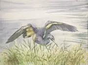 Tricolored Heron hunting Original Watercolor Painting By Pamela Wilhelm