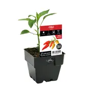 100mm Chilli Salsa - Capsicum annuum