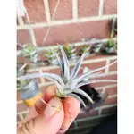 空氣鳳梨 香檳空氣鳳梨TILLANDSIA IONANTHA