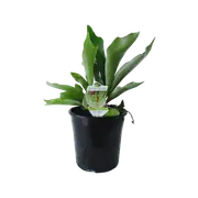 200mm Elkhorn Fern - Platycerium bifurcatum