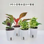 【GARDENERS】植物3吋小品DIY組合1-自動吸水盆套組1入(室內植物/綠化植物/觀葉植物)