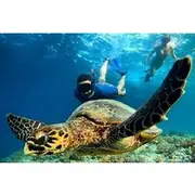 Save 15.02%! Snorkeling Turtles Points & Underwater Statues In Gili Islands