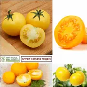 Tomato - Kangaroo Paw Yellow seeds
