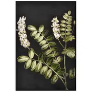 [Florabelle Living] Sudong Botanica Wall Art