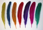 DYED PEACOCK QUILLS 10"-14" Feathers New & Top Quality! Many Colors! Craft/Hats