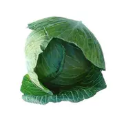 Organic Green Cabbage Whole – Fresh, healthy organic delivery | Doorstep Organics.