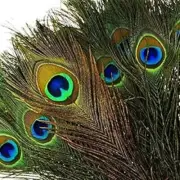 100Pcs Natural Peacock Feathers with Eye Peacock Tail Feathers 10" - 12" -25-30C