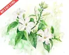 Jasminum Jasmine with fragrant flowers Watercolor 8x10 Print