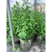 在飛比找蝦皮購物優惠-憂遁草【大盆栽】/沙巴蛇草/優遁草/無農藥無化肥