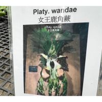 女王鹿角蕨（Platy. wandae）2.5吋盆一棵450