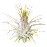 【瘋鳳✩】空氣鳳梨 瓜地馬拉小精靈 TILLANDSIA IONANTHA 'GUATEMALA'