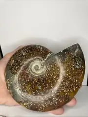 Large Conch Shell Ammonite Fossils Collectible Minerals Sea Shells 898g