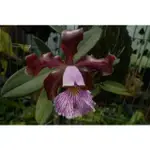 噢葉DESIGN "CATTLEYA SCHILLERIANA"  蘭花、塊根植物、圓葉花燭、蔓綠絨、鹿角蕨