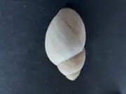 #0075 Strophocheilus Oblongus, Uruguay, 67mm land snail shell