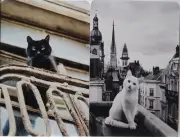 Swap cards Modern playing card back Real Photo Cats