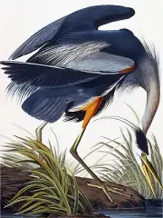 Great Blue Heron Accent Tile Mural Kitchen Bathroom Backsplash Marble Ceramic