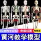 【最低價】【公司貨】45 85 170cm人體骨骼模型骨架人體模型成人小白骷髏教學脊椎全身