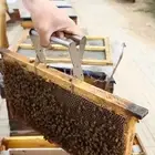 Durable Bee Hive Frame Holder Portable Beehive Clip Clamp Bee Queen Rearing