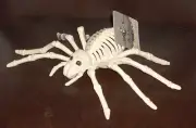 NEW Spider Skeleton Crazy Bonez Bones Halloween Decoration Prop Skull
