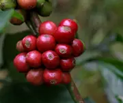 Buy Dwarf Coffee Red Catuai Tree in Australia (Coffea arabica)