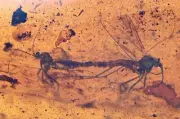 Rare pair of mating Gnats, Fossil inclusion in Burmese Amber