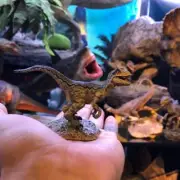 ITOY BLUE Resurrection Juvenile Velociraptor Dinosaur Figurine In Stock
