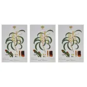 3x Maxwell & Williams Royal Botanic Garden Cotton Tea Towel Drying Cloth Wattle