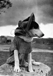 Boronia Victoria 1926 - A dog wearing a dress and a hat Old Historic Photo