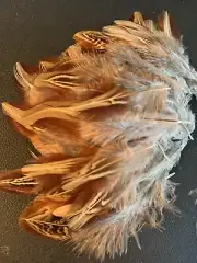 20pcs Natural Pheasant Real Genuine Feathers 4-7cm DIY Art Craft Jewellery