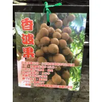 在飛比找蝦皮購物優惠-卉迎園藝 香波果實生苗 3吋盆 高度20公分 單價700元