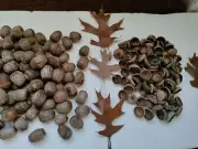 100 real acorns medium to large acorn caps crafting