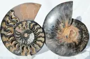 Large Black Ammonite Pair 198mm Deep Crystals XXL 7.8" 110myo Fossil n2659pp