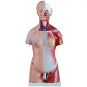 23 Part Unisex Human Torso Anatomical Skeleton Model teaching tool 45CM