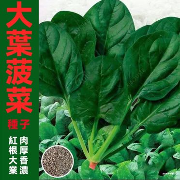 日本菠菜種子的優惠價格 飛比有更多植栽 花禮商品 23年02月比價推薦