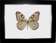 Idea leuconoe Butterfly ini a Frame